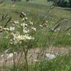 Photographie n°2312396 du taxon Filipendula vulgaris Moench [1794]