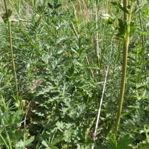 Photographie n°2312397 du taxon Filipendula vulgaris Moench [1794]