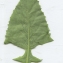  Liliane Roubaudi - Cicerbita alpina (L.) Wallr. [1822]