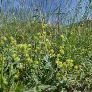 Photographie n°2312448 du taxon Alchemilla flabellata Buser [1891]