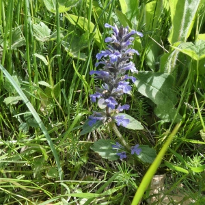 Photographie n°2312459 du taxon Ajuga reptans L. [1753]