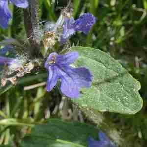 Photographie n°2312460 du taxon Ajuga reptans L. [1753]