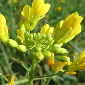 Photographie n°2312499 du taxon Brassica napus L.