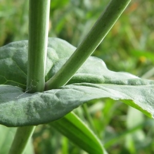 Photographie n°2312500 du taxon Brassica napus L.