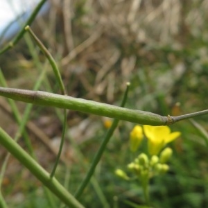 Photographie n°2312503 du taxon Brassica napus L.