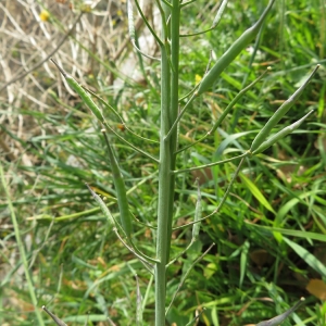 Photographie n°2312504 du taxon Brassica napus L.