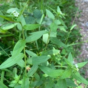 Photographie n°2312514 du taxon Lithospermum officinale L. [1753]