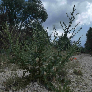 Photographie n°2312597 du taxon Verbascum sinuatum L. [1753]