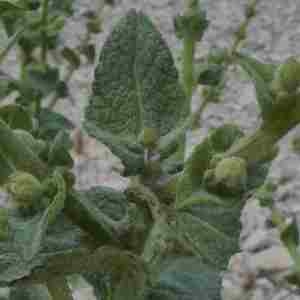 Photographie n°2312600 du taxon Verbascum sinuatum L. [1753]