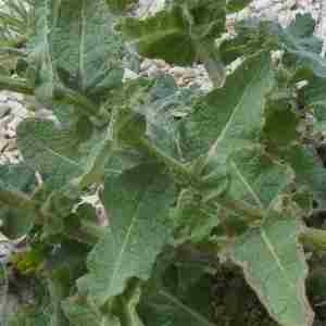 Photographie n°2312602 du taxon Verbascum sinuatum L. [1753]