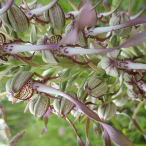 Photographie n°2312606 du taxon Himantoglossum hircinum (L.) Spreng.