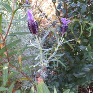 Photographie n°2312636 du taxon Lavandula stoechas L. [1753]