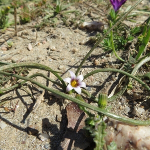  - Romulea ramiflora Ten. [1827]