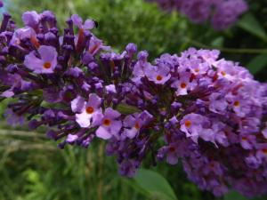 Anny Raim, le 22 juin 2019 (Lac des Eaux Bleues, 69120 Vaulx-en-Velin, France (Grand parc Miribel-Jonage ))