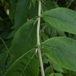 Photographie n°2312668 du taxon Buddleja davidii Franch.