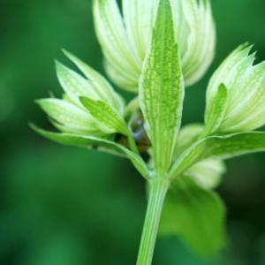 Photographie n°2312703 du taxon Astrantia major L. [1753]