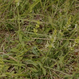 Photographie n°2312751 du taxon Stachys recta L. [1767]