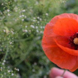 Photographie n°2312752 du taxon Papaver rhoeas L. [1753]