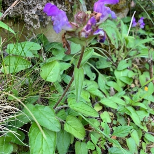 Photographie n°2312778 du taxon Prunella vulgaris L. [1753]