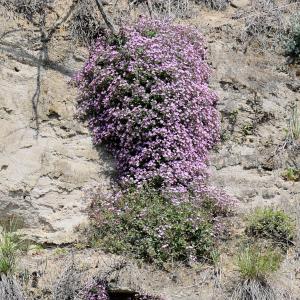 Photographie n°2312788 du taxon Saponaria ocymoides L. [1753]