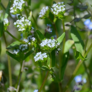 Photographie n°2312806 du taxon Valerianella locusta (L.) Laterr. [1821]