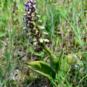 Photographie n°2312808 du taxon Himantoglossum robertianum (Loisel.) P.Delforge [1999]