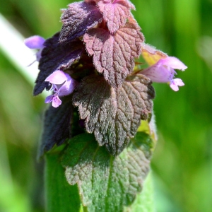 Photographie n°2312817 du taxon Lamium purpureum L. [1753]