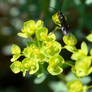 Photographie n°2312823 du taxon Euphorbia seguieriana Neck. [1770]