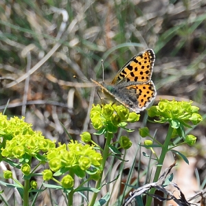 Photographie n°2312826 du taxon Euphorbia seguieriana Neck. [1770]