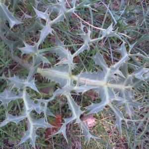  - Eryngium campestre L. [1753]