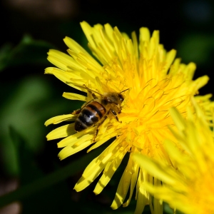 Photographie n°2312952 du taxon Taraxacum F.H.Wigg. [1780]