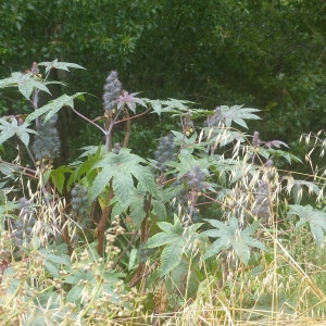 Photographie n°2312991 du taxon Ricinus communis L.