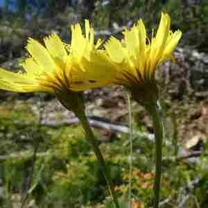 Photographie n°2313009 du taxon Tolpis staticifolia (All.) Sch.Bip. [1861]