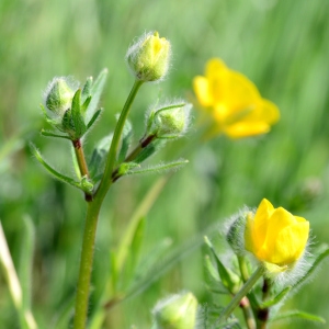 Photographie n°2313040 du taxon Ranunculus bulbosus L. [1753]