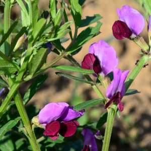 Photographie n°2313044 du taxon Vicia sativa L. [1753]