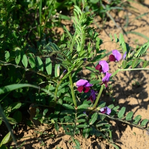 Photographie n°2313045 du taxon Vicia sativa L. [1753]