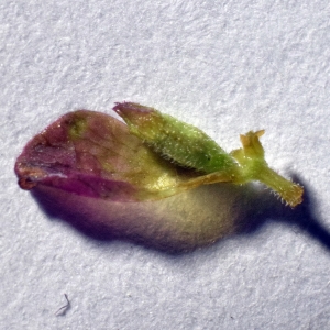 Photographie n°2313059 du taxon Origanum vulgare L. [1753]