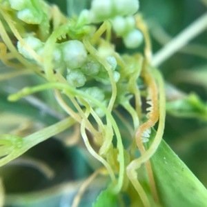  - Cuscuta epithymum subsp. corsicana (Yunck.) Lambinon [1993]