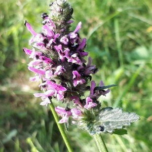 Photographie n°2313092 du taxon Betonica officinalis L. [1753]