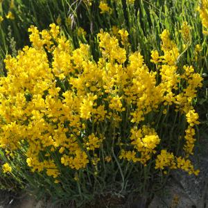 Photographie n°2313096 du taxon Genista sagittalis L. [1753]