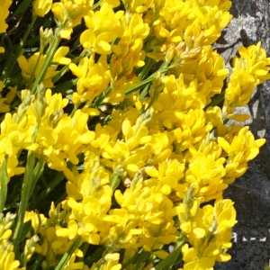 Photographie n°2313097 du taxon Genista sagittalis L. [1753]