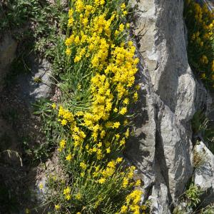 Photographie n°2313098 du taxon Genista sagittalis L. [1753]