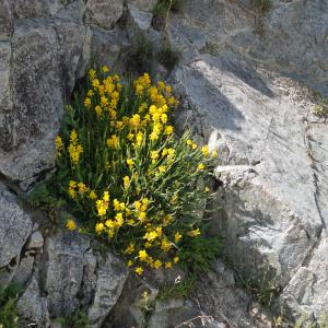 Photographie n°2313099 du taxon Genista sagittalis L. [1753]