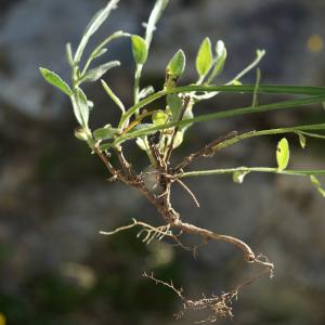 Photographie n°2313100 du taxon Genista sagittalis L. [1753]