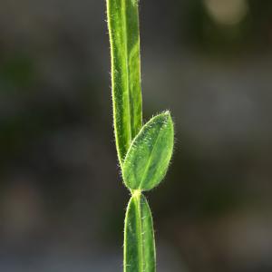 Photographie n°2313101 du taxon Genista sagittalis L. [1753]