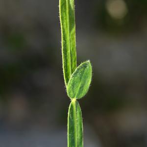 Photographie n°2313102 du taxon Genista sagittalis L. [1753]
