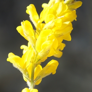 Photographie n°2313104 du taxon Genista sagittalis L. [1753]