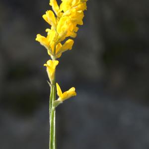Photographie n°2313105 du taxon Genista sagittalis L. [1753]