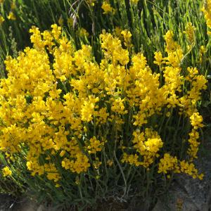 Photographie n°2313106 du taxon Genista sagittalis L. [1753]