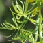  Liliane Roubaudi - Euphorbia cyparissias L. [1753]